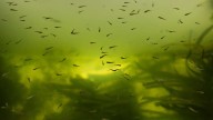 Salt Lake County has Utah's first West Nile human case of 2025
