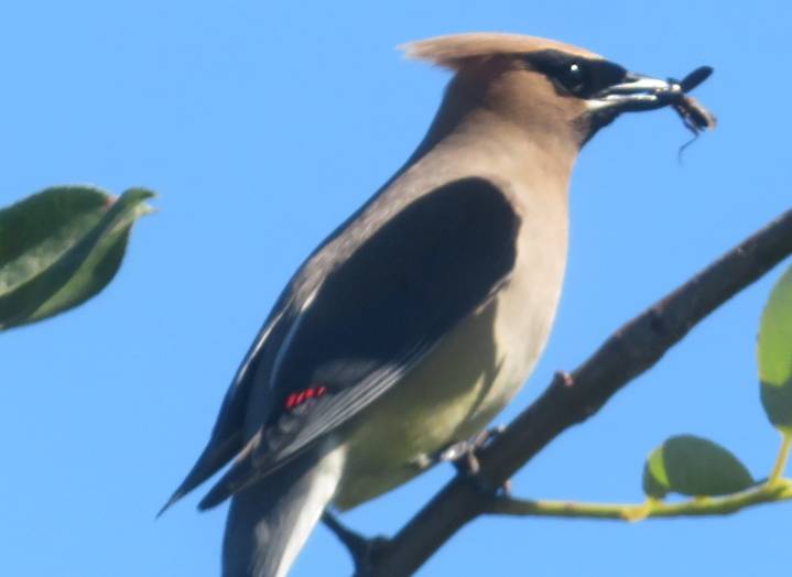 COLUMN: Get to know Salem’s cedar waxwings