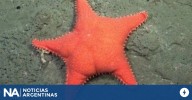 Estrella Culona: el meme del Conicet que tiene más imagen positiva que cualquier político