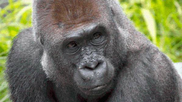 'Maka,' gorilla at San Diego Zoo, dies at 30