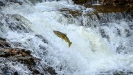 Ocqueoc Falls, the largest waterfall in Michigan's Lower…