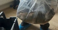 Capturan en Inglaterra una rata del tamaño de un gato: "Ya entran hasta las casas"