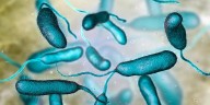 Las infecciones por bacterias carnívoras se están propagando a nuevas áreas