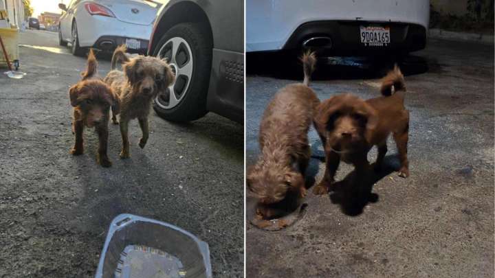 Sweet Dog Siblings Found Playing Near California Mall, Unaware They've Been Abandoned
