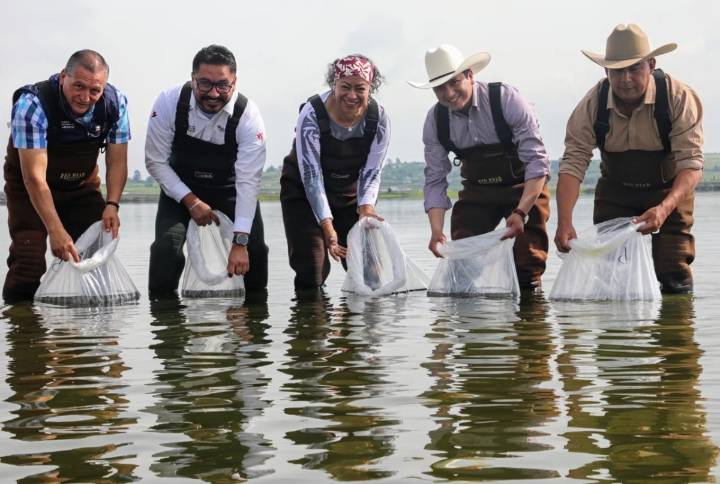 Impulsa Secretaría del Campo EdoMéx acuacultura en Jilotepec con 558 mil crías de carpa entregadas en 2025