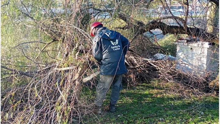 Después del temporal récord de lluvia el fuerte viento dejó 20 árboles caídos en la ciudad
