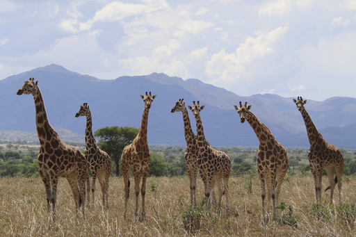 ¿Cuántas especies de jirafas hay en África? Nuevo análisis científico cuadruplica la cifra