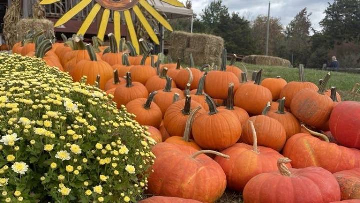 Hill Creek Farms opens Sept. 6 for its final season