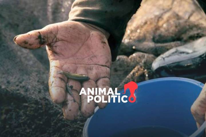 Así fue como investigadores de la UNAM usaron muestras de ADN Ambiental para detectar ajolotes