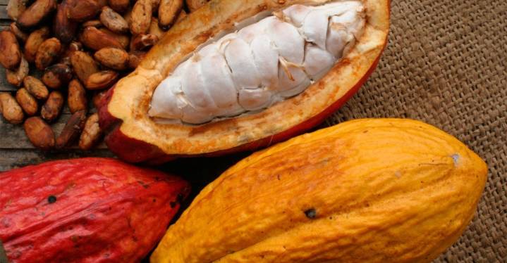 Cacao venezolano aumenta en un 10% este primer semestre de 2025