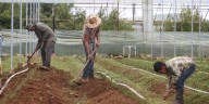 Caída de empleos en el campo refleja crisis en el sector
