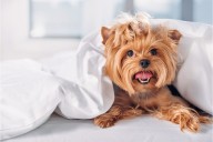 11 Selfish Dog Breeds That Want Their Own Spot on the Bed