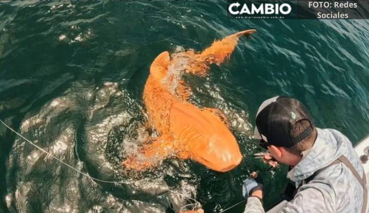 FOTO: Capturan extraño tiburón nodriza de color naranja en Costa Rica