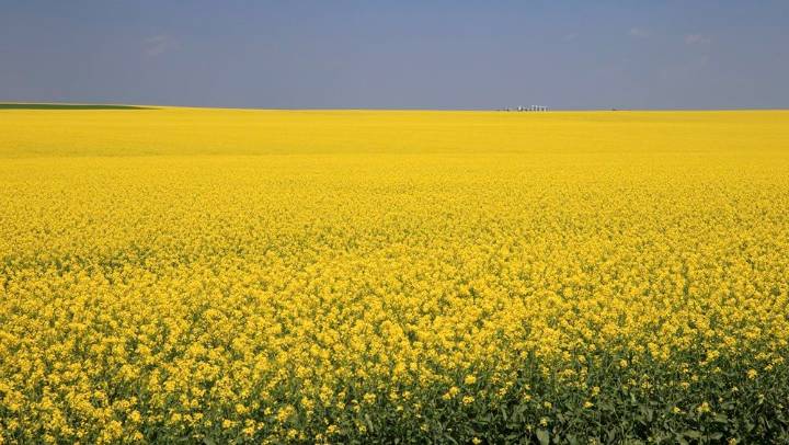 China hits Canada's canola farms with tariffs, Carney silent