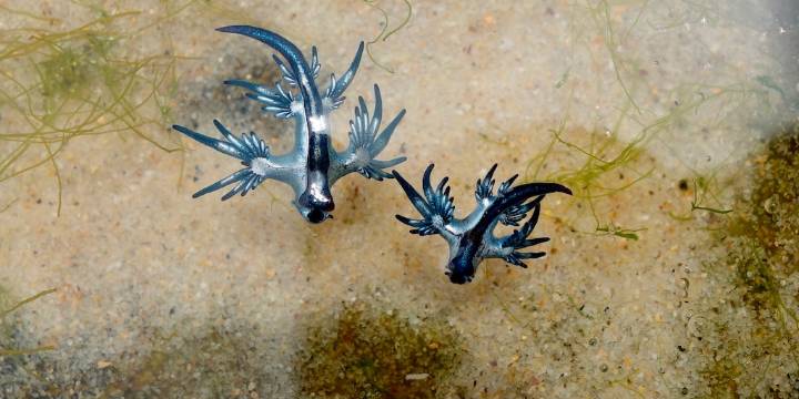 4 datos sorprendentes sobre el dragón azul, el molusco que ha provocado el cierre de playas en España