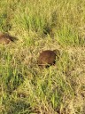 Crece la población de carpinchos y advierten sobre cuidados para una buena convivencia con la fauna local