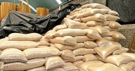 Maíz mexicano cae en picada por importación