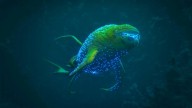 Científicos logran filmar por primera vez a un enigmático ser de las profundidades marinas