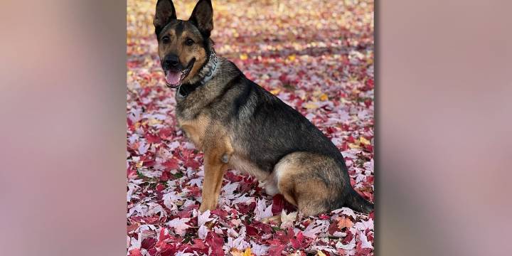 Retired UW-Madison Police K9 dies after brief illness