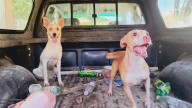 Aumentan casos de abandono animal en Sinaloa, advierte protectora de animales