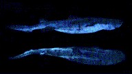 “The Glowing Sharks”: The Largest Bioluminescent Vertebrate Known To Science Is A Glow-In