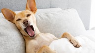 Tu perro no bosteza sólo porque esté cansado: ésta es la razón según los veterinarios