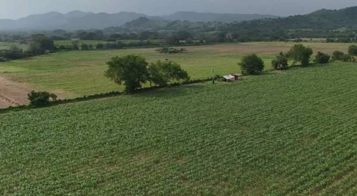 Continua a la alza importación de granos y oleaginosas en México