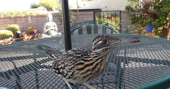 Meep meep: Roadrunner visits local woman for years