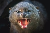 Cámaras trampa en Yucatán captan el comportamiento del jaguarundi en la naturaleza