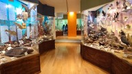 El Museo Alfredo Dugès: ciencia y naturaleza al alcance en la Universidad de Guanajuato