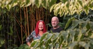 Salford's jungle garden with banana plants that's so cool people pay to visit