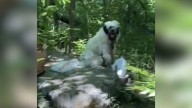 A Rescuer’s Visit Reveals The True Story Of Georgia Pup Everyone Thought Was Abandoned