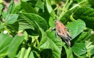 Plaga de chapulín sigue creciendo en Durango