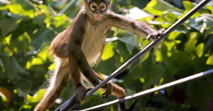 St. Louis Zoo takes in trafficked spider monkeys