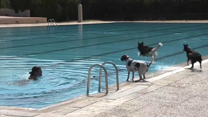 Puertas abiertas a la piscina para los perros en Mérida More