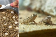 Baby Horned Lizards Are Born at Tyler’s Caldwell Zoo