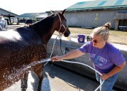 NY State Fair forecast for Day 8: Sunny skies ahead for midweek fairgoers