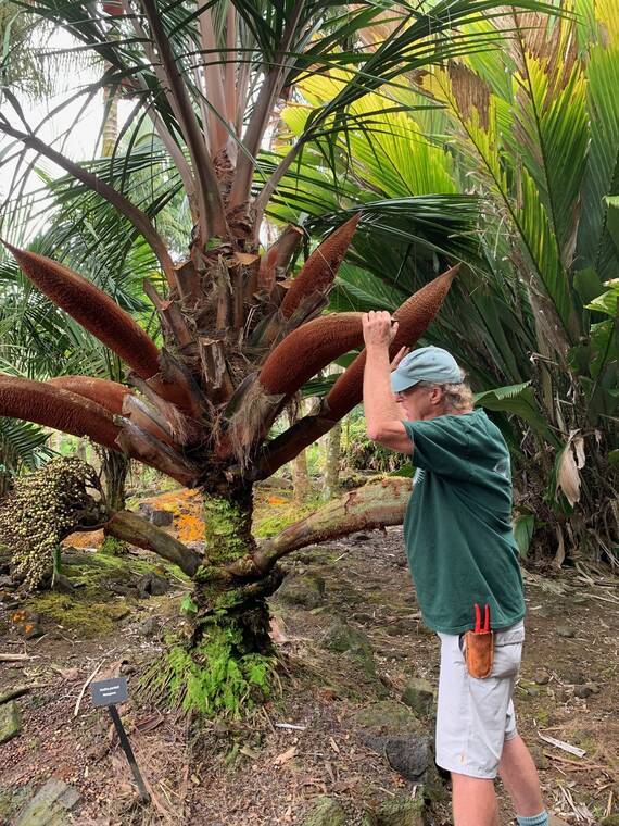 Tropical Gardening: Adventures conservation with the Hawaii Island Palm Society