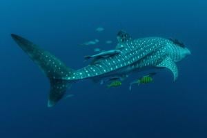 4 out of 5 whale sharks have scars caused by human activity