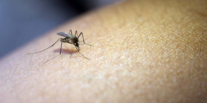 Ligero incremento de casos de dengue