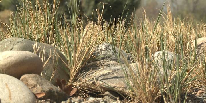 First Alert Weather: Drought leads to less demand for mowing