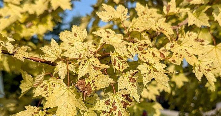 Ask an Expert – Tips to manage late-summer leaf scorch on landscape trees