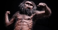 No es el Homo sapiens: un estudio revela cuál sería el ancestro más antiguo de la humanidad