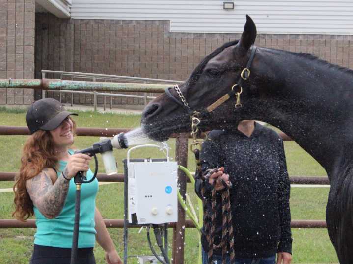 Brandon welcomes equestrian excellence as National Arabian Championships return