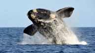 Ellas vinieron como todas las temporadas pero este año marcaron un récord histórico: 2.110 ballenas francas