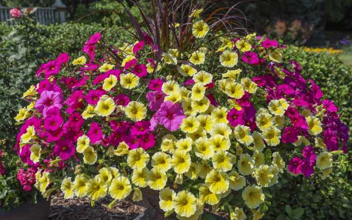 Test your gardening knowledge with this fun quiz