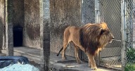 Oregon safari park owner indicted on more than 300 animal neglect charges after police found drugs and guns