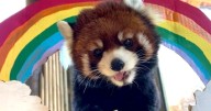 Chinese red panda, Kiaria, dies at Hogle Zoo