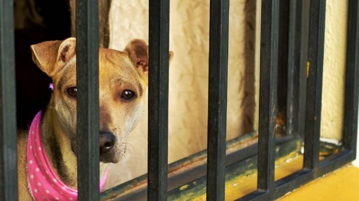 Aumentan 27% denuncias por maltrato animal durante este año