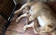 Tres leones nacieron en Zoológico Chorros de Milla de Mérida